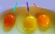 Cách kiểm tra và nhận biết trứng